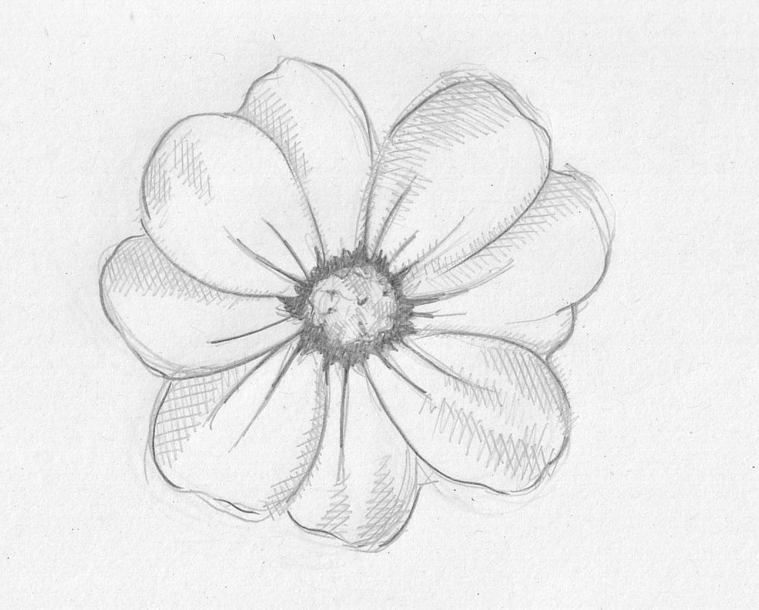 Flower drawings  appreciate nature by observing and sketching some 